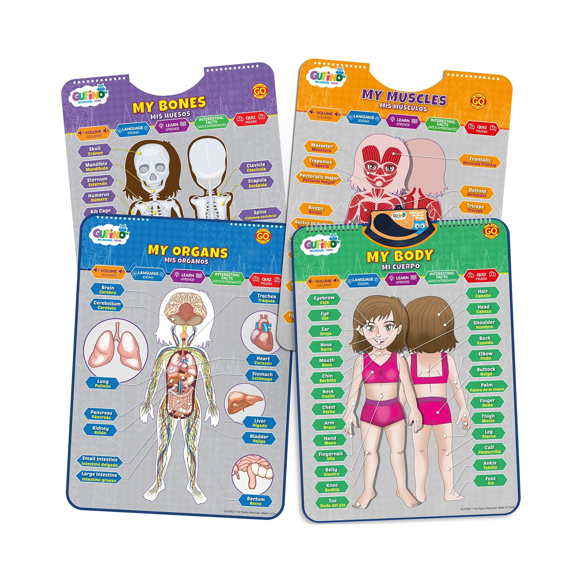 Human Body Poster for Kids: Organs, Muscles & Bones - Spanish and English - Gufino Bilingual Learning