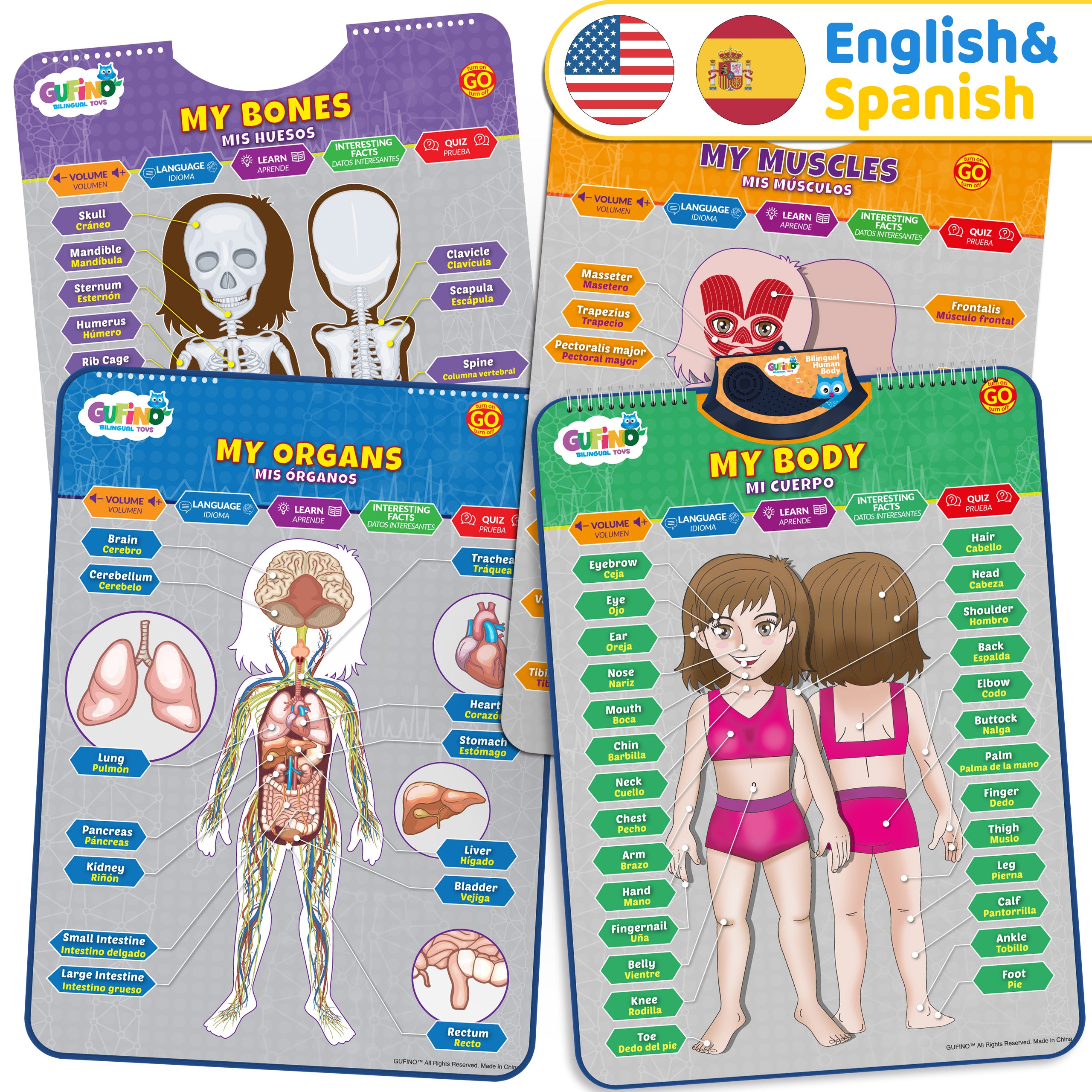 Human Body Poster for Kids: Organs, Muscles & Bones - Spanish and English - Gufino Bilingual Learning