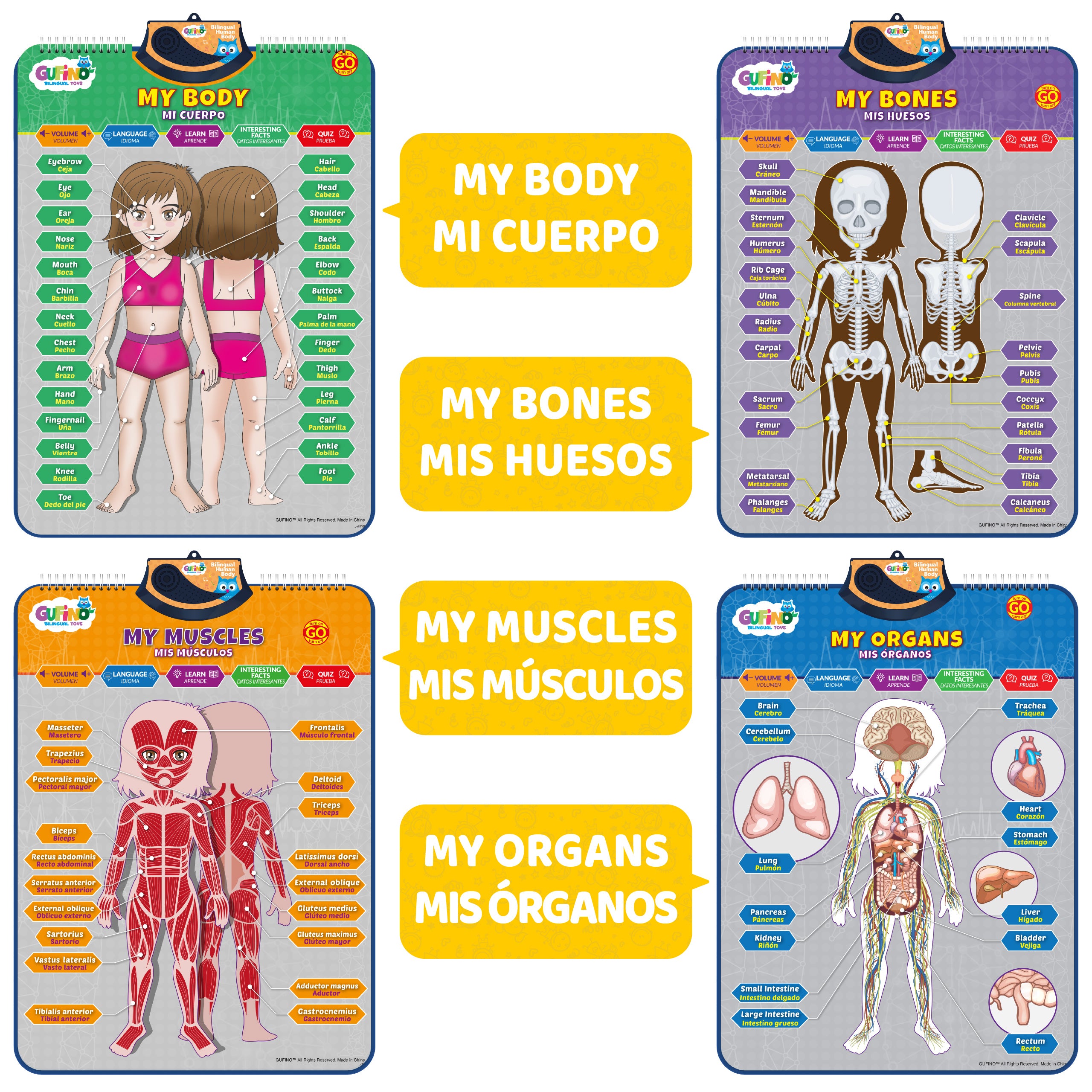 Human Body Poster for Kids: Organs, Muscles & Bones - Spanish and English - Gufino Bilingual Learning