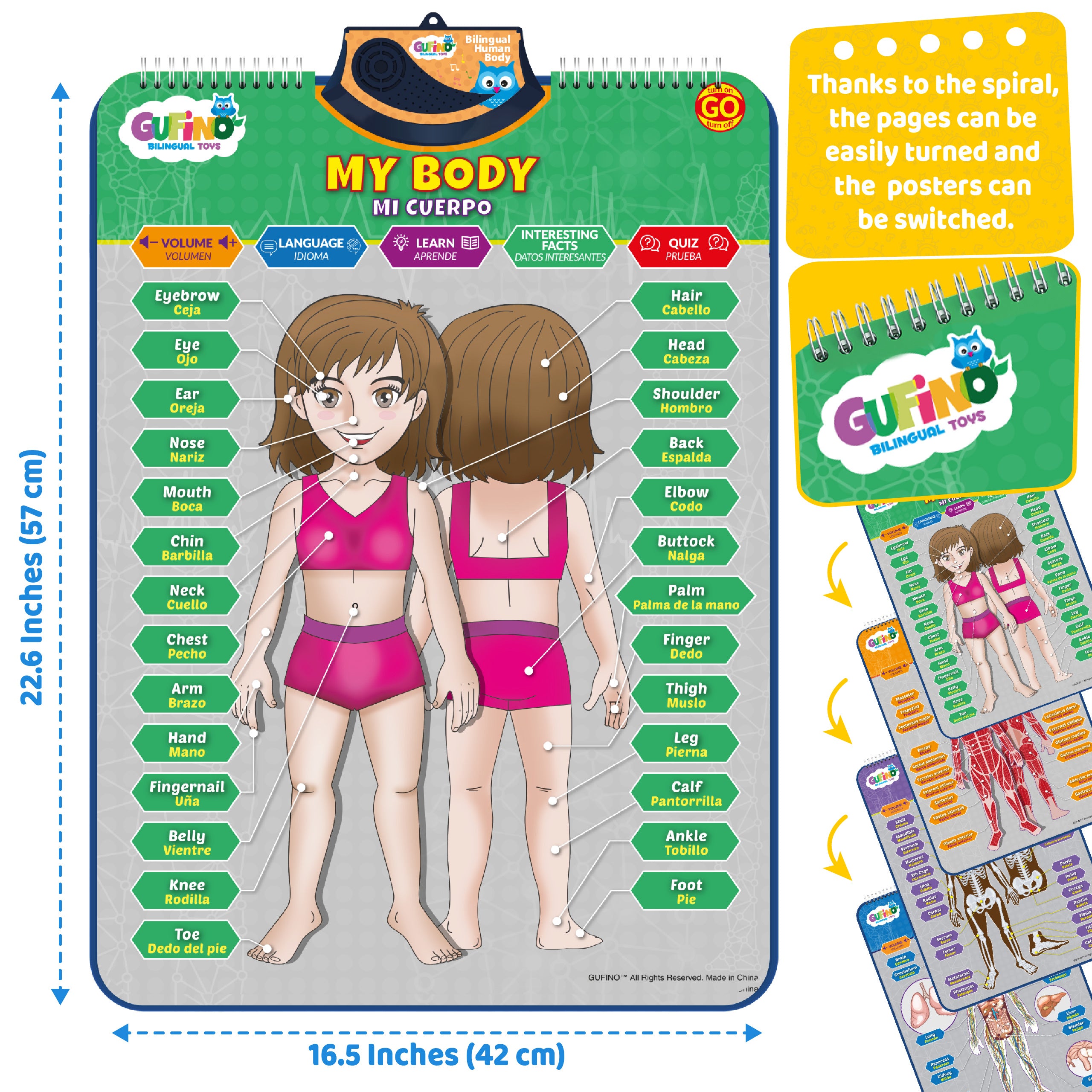 Human Body Poster for Kids: Organs, Muscles & Bones - Spanish and English - Gufino Bilingual Learning